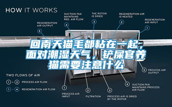 回南天貓毛都粘在一起，面對(duì)潮濕天氣，鏟屎官養(yǎng)貓需要注意什么