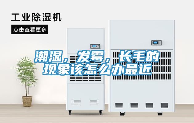 潮濕，發(fā)霉，長毛的現(xiàn)象該怎么辦最近