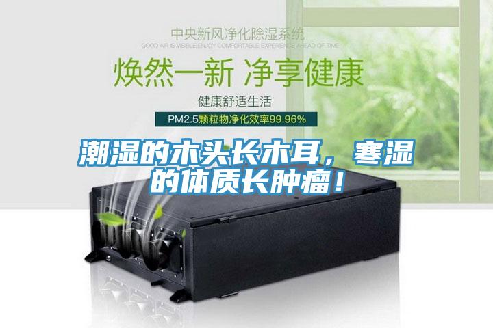 潮濕的木頭長木耳，寒濕的體質長腫瘤！