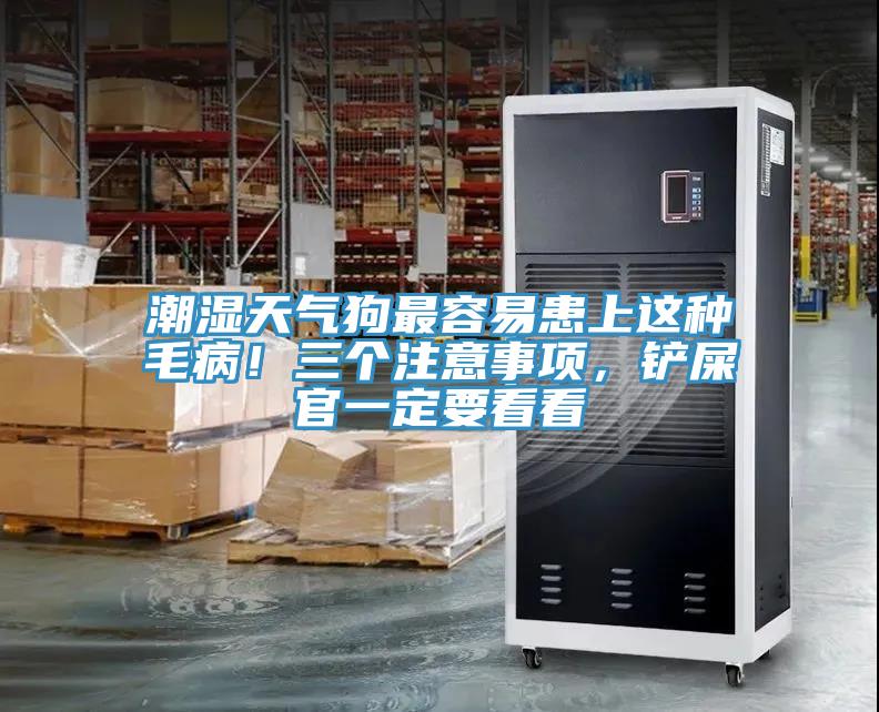 潮濕天氣狗最容易患上這種毛病！三個(gè)注意事項(xiàng)，鏟屎官一定要看看