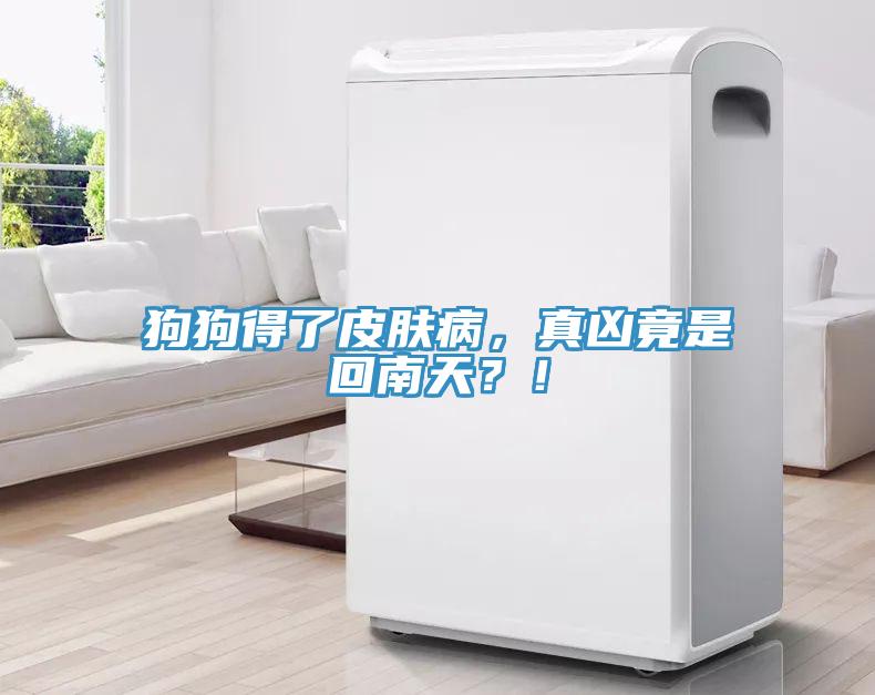 狗狗得了皮膚病，真兇竟是回南天？！