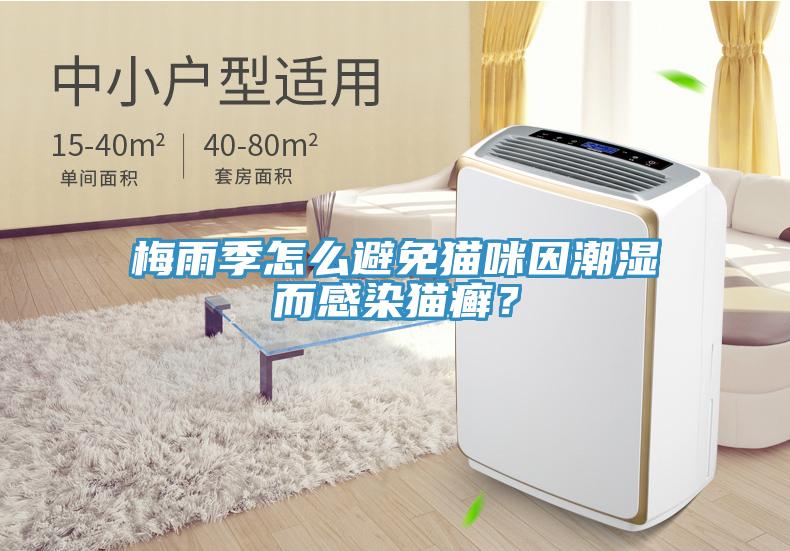 梅雨季怎么避免貓咪因潮濕而感染貓癬？