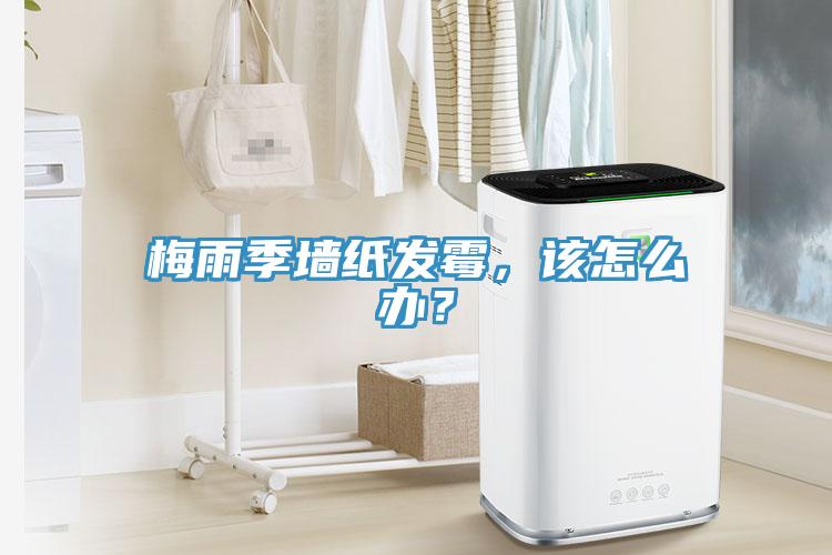 梅雨季墻紙發(fā)霉，該怎么辦？