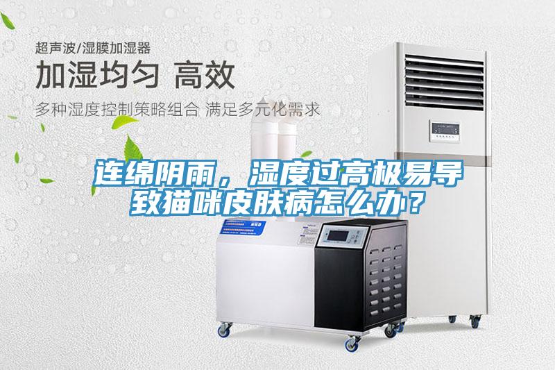 連綿陰雨，濕度過高極易導(dǎo)致貓咪皮膚病怎么辦？