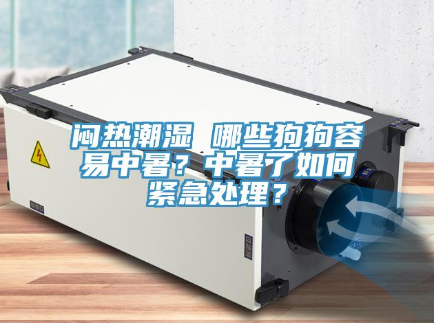 悶熱潮濕 哪些狗狗容易中暑？中暑了如何緊急處理？