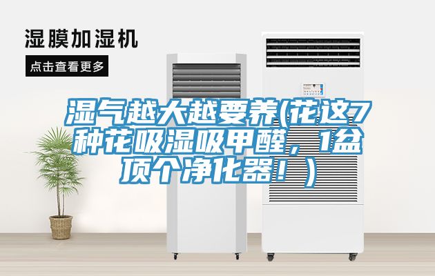 濕氣越大越要養(yǎng)(花這7種花吸濕吸甲醛，1盆頂個凈化器！)
